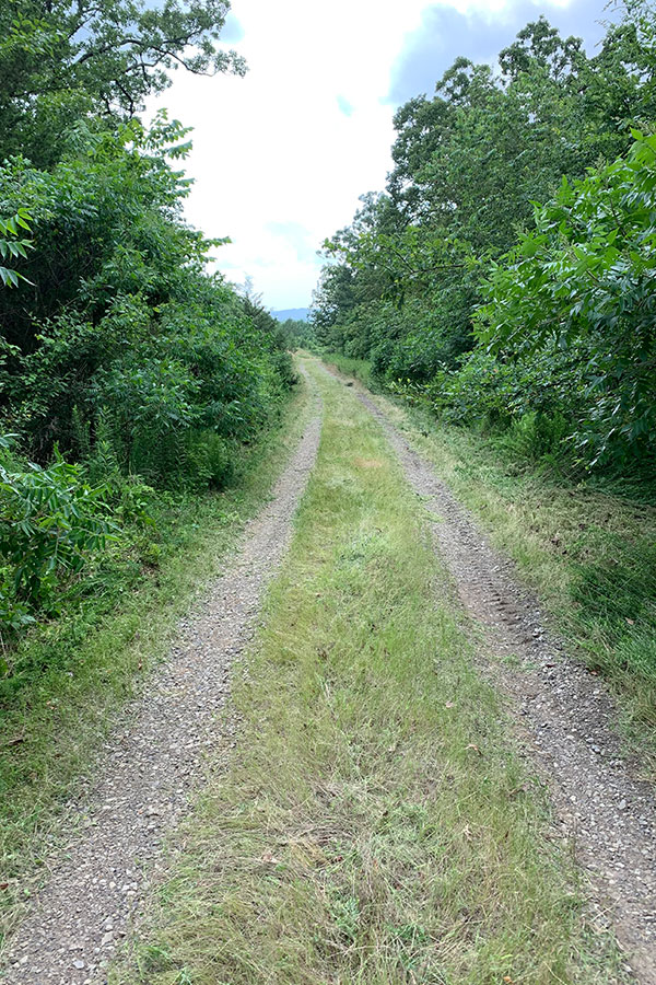 Niblett-Brush-Hogging-Land-Management-Boom-Mowing-2