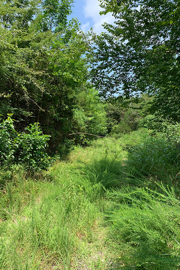 Niblett-Brush-Hogging-Land-Management-Boom-Mowing-5